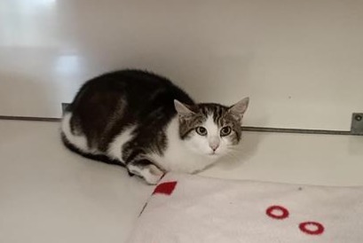 Alerte Découverte Chat Femelle Visseiche France