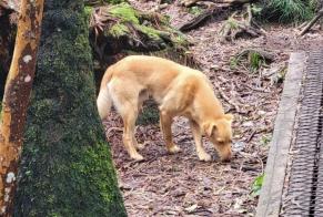 Alerte Découverte Chien croisement Mâle La Possession France
