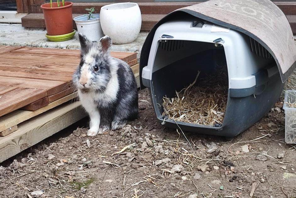 Alerte Découverte Lapin Inconnu Étoile-sur-Rhône France