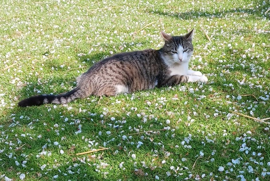 Alerte Disparition Chat  Femelle , 5 ans Gainneville France