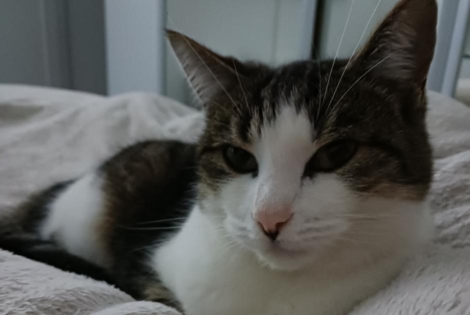 Alerte Disparition Chat  Femelle , 5 ans Gainneville France