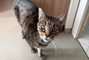 Alerte Découverte Chat  Mâle Monaco Monaco