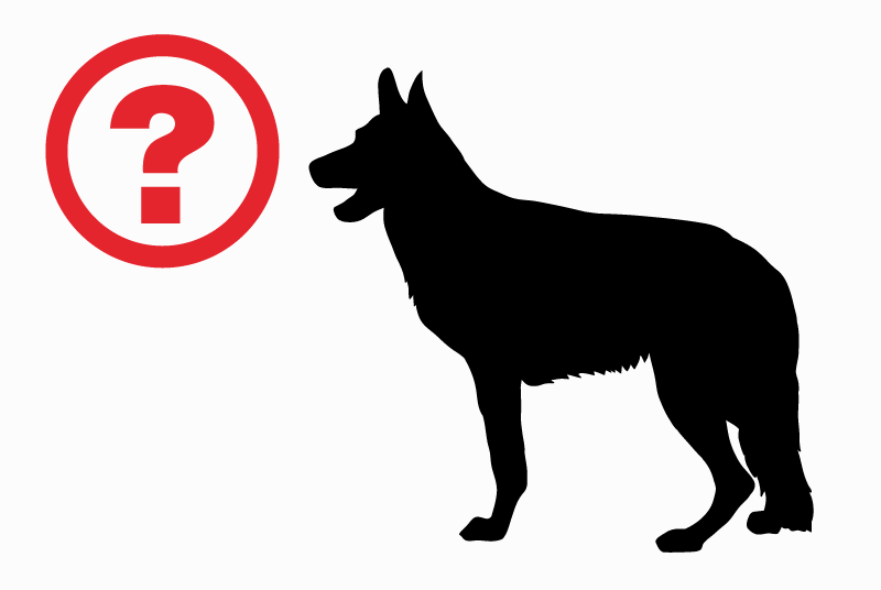 Ontdekkingsalarm Hond Onbekend Bernex Zwitserland