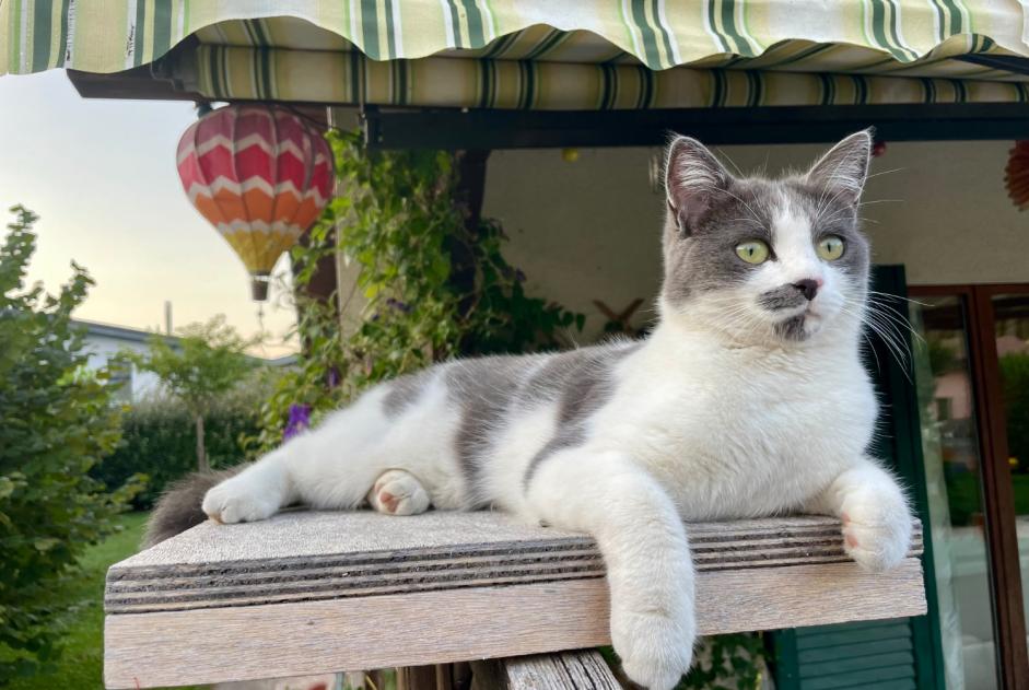 Avviso scomparsa Gatto incrocio di razze Femmina , 2 anni Collombey-Muraz Svizzera