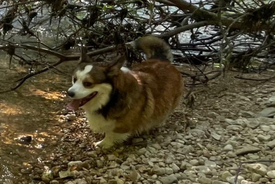 Avviso scomparsa Cane  Maschio , 5 anni Péry-La Heutte Svizzera