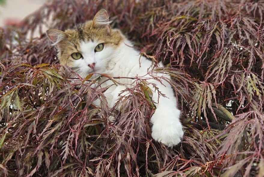 Avviso scomparsa Gatto Maschio , 1 anni Tafers Svizzera