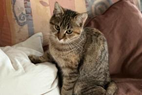 Avviso Ritrovamento Gatto Femmina Bulle Svizzera