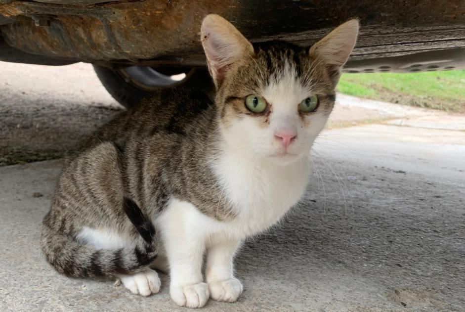 Avviso Ritrovamento Gatto Non conosciuta , Tra 4 e 6 mesi Sainte-Croix Svizzera