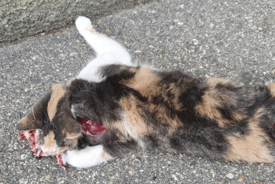 Avviso Ritrovamento Gatto incrocio di razze Non conosciuta Neuchâtel Svizzera