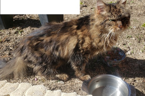 Avviso Ritrovamento Gatto incrocio di razze Non conosciuta Entrelacs Francia