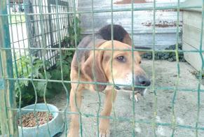 Avviso Ritrovamento Cane incrocio di razze Maschio Briouze Francia