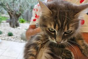 Avviso Ritrovamento Gatto incrocio di razze Femmina Millery Francia