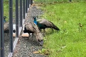 Avviso Ritrovamento Uccello Maschio La Roche-sur-Yon Francia