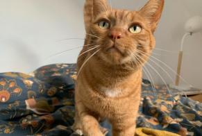 Avviso scomparsa Gatto incrocio di razze Maschio , 7 anni Orée d'Anjou Francia