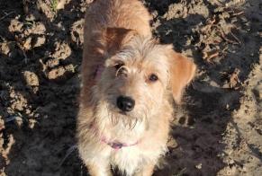 Avviso scomparsa Cane  Femmina , 5 anni Pléhédel Francia