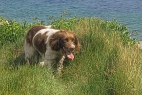 Avviso scomparsa Cane  Maschio , 6 anni Plomeur Francia