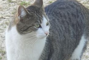 Avviso scomparsa Gatto  Femmina , 5 anni Gainneville Francia