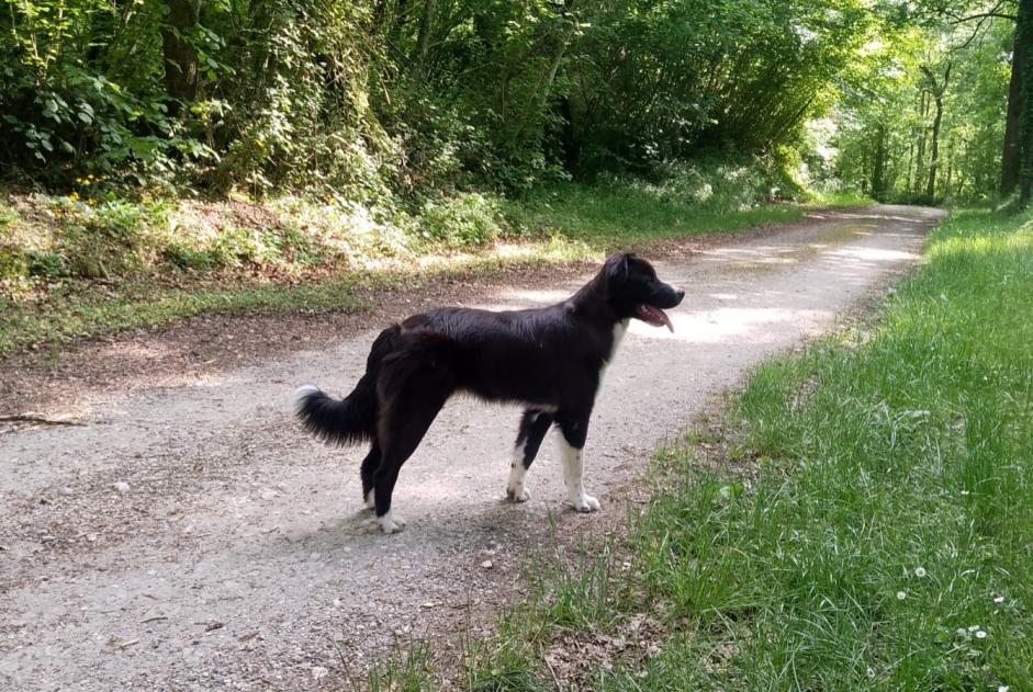 Avviso scomparsa Cane incrocio di razze Maschio , 0 anni Antonne-et-Trigonant Francia