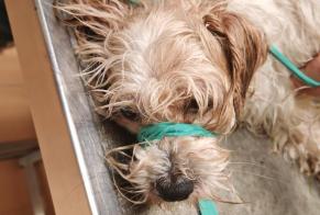 Avviso Ritrovamento Cane incrocio di razze Non conosciuta , 10 anni Lannion Francia