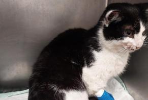 Avviso Ritrovamento Gatto Femmina Labarthe-Rivière Francia