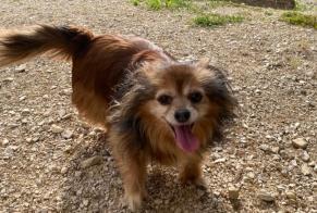 Avviso Ritrovamento Cane Non conosciuta Vriange Francia