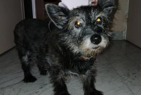 Verdwijningsalarm Hond rassenvermenging Vrouwtje , 16 jaar Fully Zwitserland
