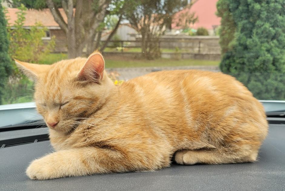 Ontdekkingsalarm Kat Mannetje Gibloux Zwitserland