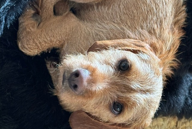 Verdwijningsalarm Hond  Mannetje , 1 jaar Corsier Zwitserland