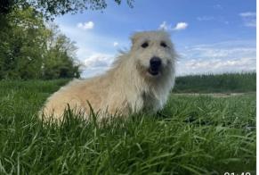 Verdwijningsalarm Hond rassenvermenging Vrouwtje , 3 jaar Saint-Marcel-lès-Valence Frankrijk