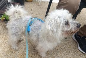 Ontdekkingsalarm Hond  Mannetje Cherbourg-en-Cotentin Frankrijk
