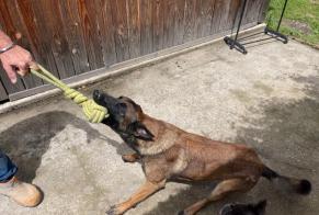 Ontdekkingsalarm Hond  Mannetje Bassignac-le-Bas Frankrijk