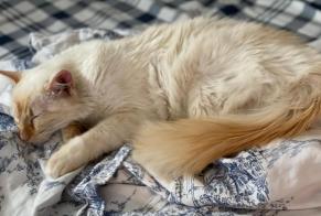 Alerta desaparecimento Gato Macho , 3 anos Petit-Lancy Switzerland