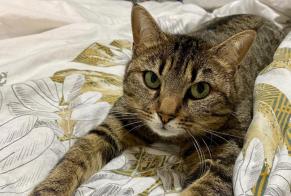 Alerta desaparecimento Gato  Fêmea , 6 anos Saxon Switzerland
