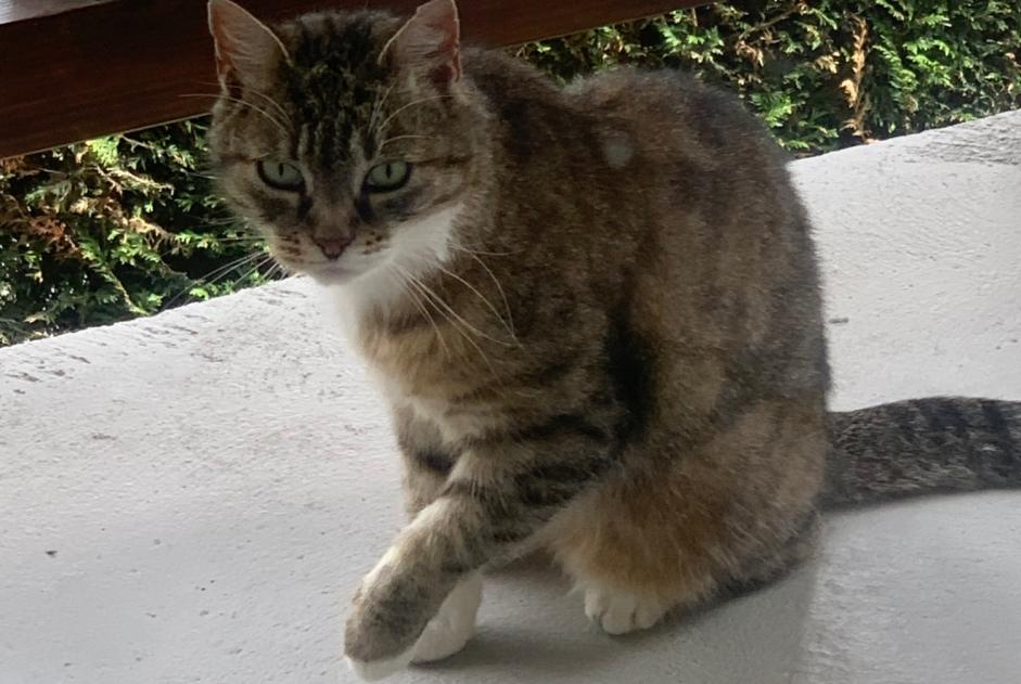 Alerta descoberta Gato Fêmea Anières Switzerland