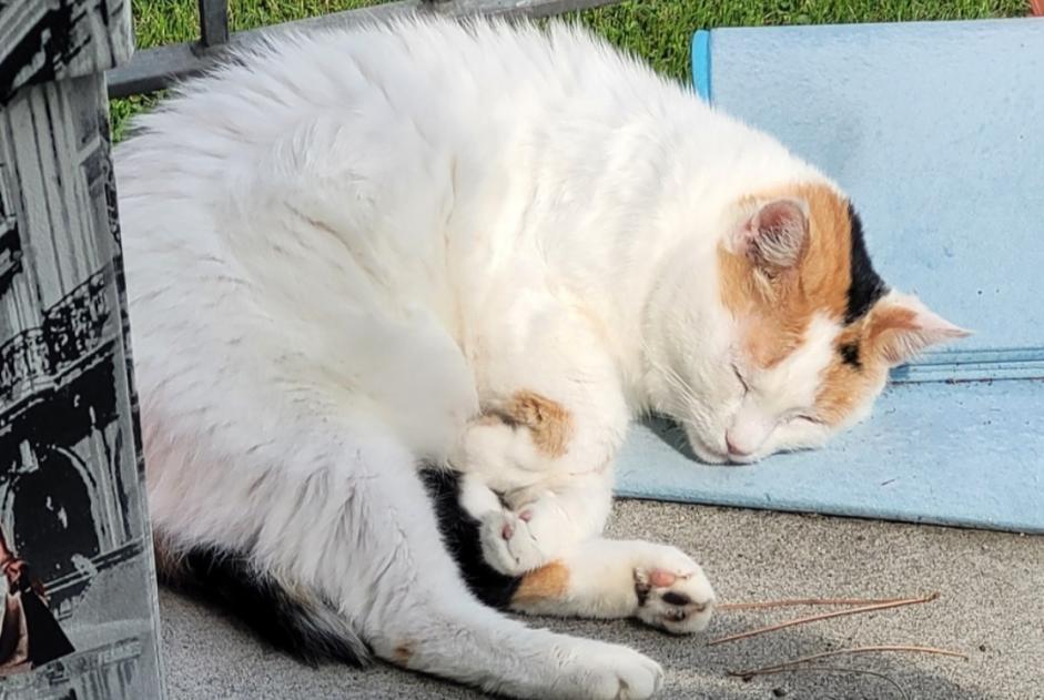 Alerta desaparecimento Gato Fêmea , 10 anos Val Terbi Switzerland