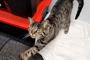 Alerta descoberta Gato Fêmea , Entre 9 e 12 meses La Chaux-de-Fonds Switzerland