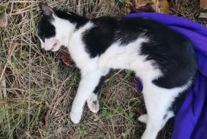 Alerta descoberta Gato Macho , 1 ano La Rippe Switzerland