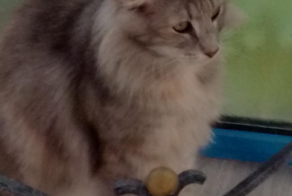 Alerta descoberta Gato cruzamento Fêmea Manduel France