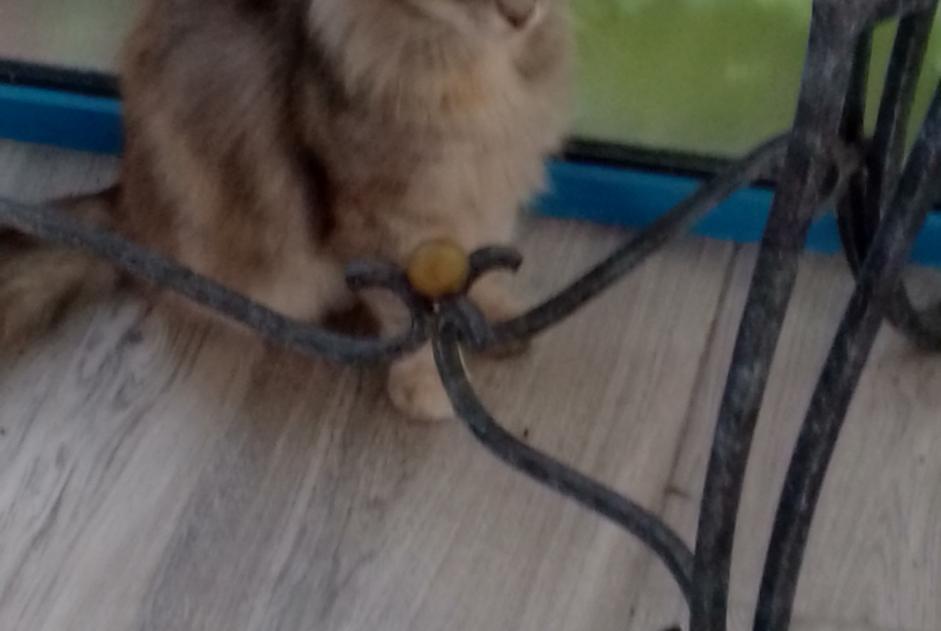 Alerta descoberta Gato cruzamento Fêmea Manduel France