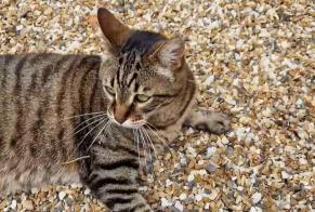 Alerta desaparecimento Gato cruzamento Macho , 11 anos Saint-Martial-d'Artenset France