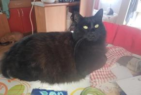 Alerta desaparecimento Gato cruzamento Fêmea , 21 anos Arraute-Charritte France