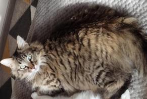 Alerta desaparecimento Gato cruzamento Macho , 4 anos Niort France
