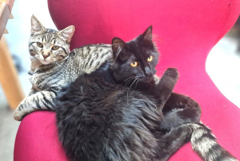 Alerta desaparecimento Gato cruzamento Fêmea , 1 anos Tourcoing France