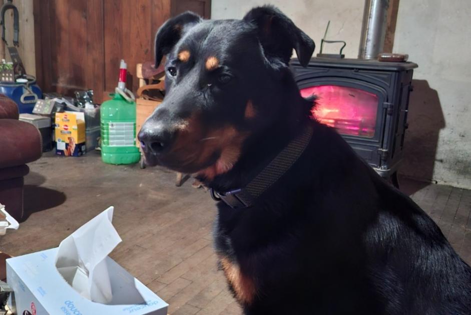 Alerta desaparecimento Cão  Macho , 2 anos Saint-Victor-Montvianeix France