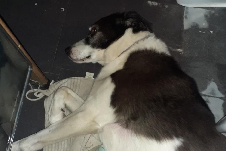 Alerta descoberta Cão cruzamento Fêmea Saint-André-de-Roquelongue France
