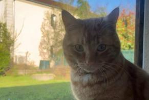 Alerta desaparecimento Gato cruzamento Macho , 2 anos Mondelange France