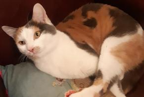Alerta desaparecimento Gato cruzamento Fêmea , 4 anos Colmar France