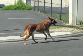 Alerta descoberta Cão cruzamento Desconhecido Angoulême France