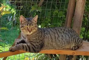 Alerta desaparecimento Gato cruzamento Macho , 1 anos Saint-Jean-Kourtzerode France