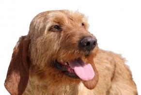 Alerta desaparecimento Cão cruzamento Macho , 2025 anos Barcugnan France
